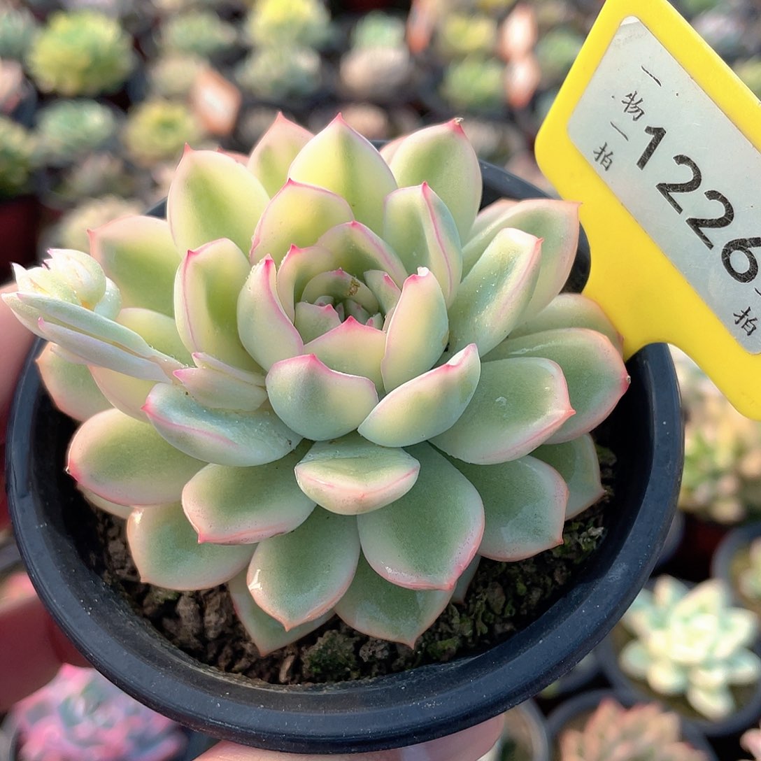 雨燕坐锦1226号多肉