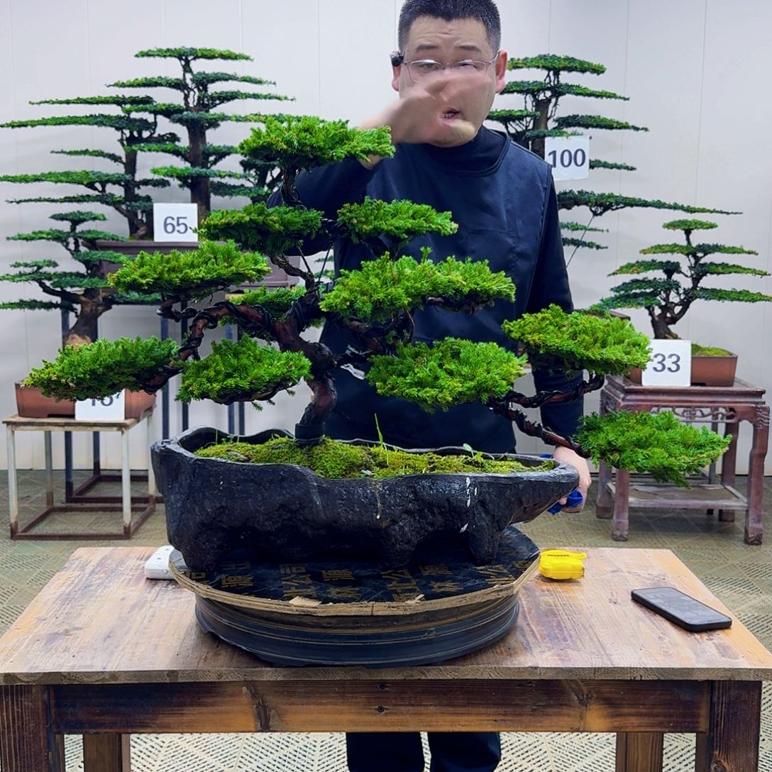 无花朵柏树造型盆景