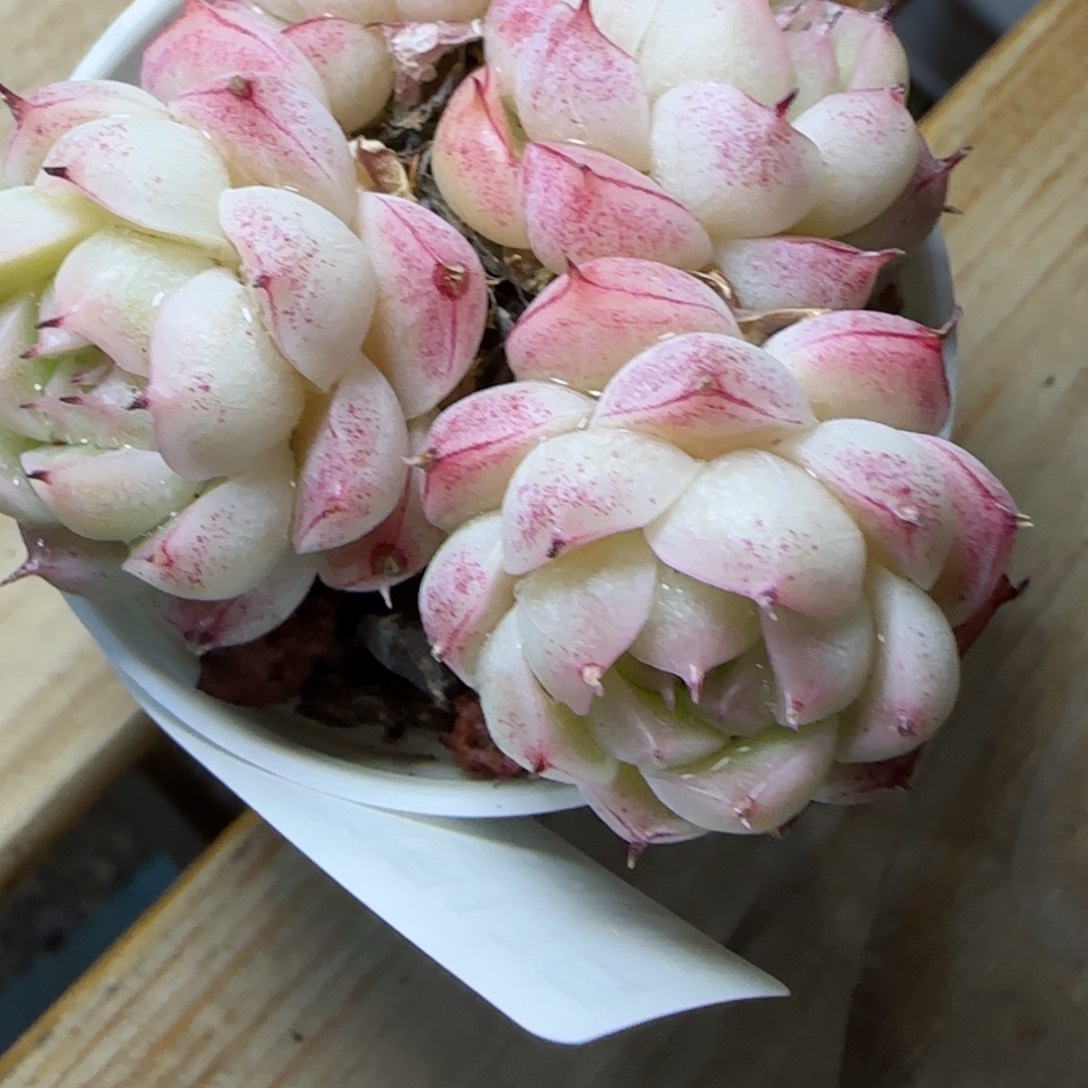 花语逸镜0313-486