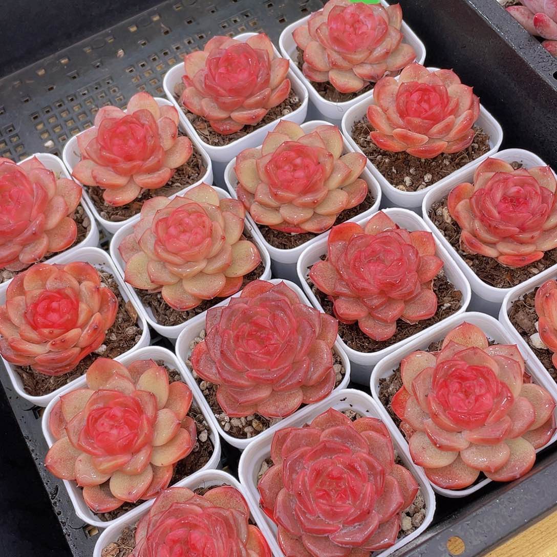 326号 珍妮琥珀单头2个