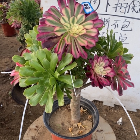 嫁接法师瑕疵一物一拍