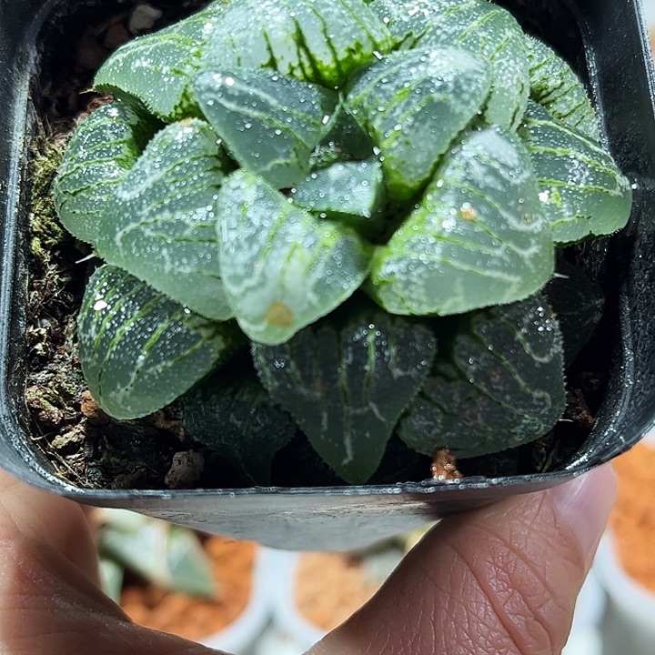 十二卷多肉云遮月