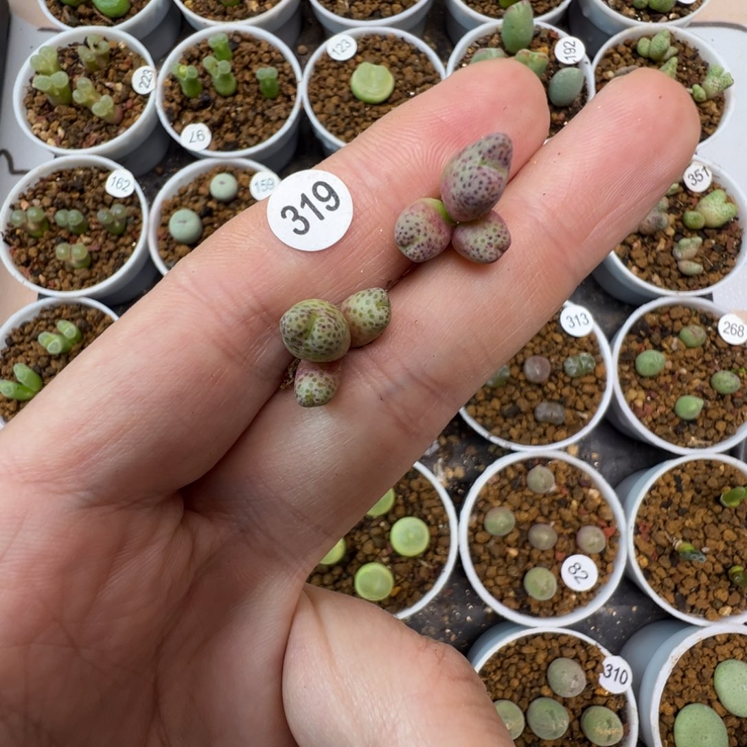 a****A专拍两颗脱土3190000