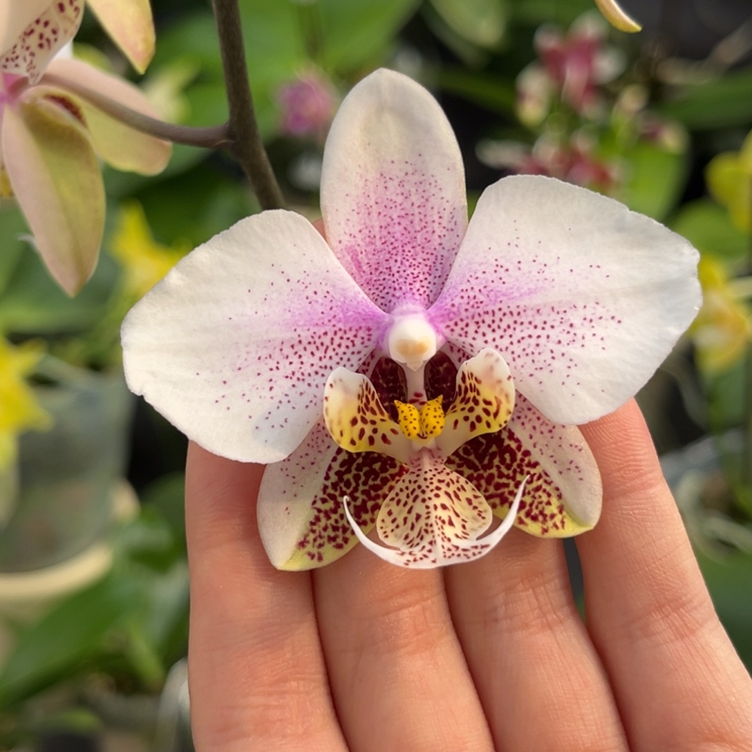 完全开放2.5寸西交白开花株