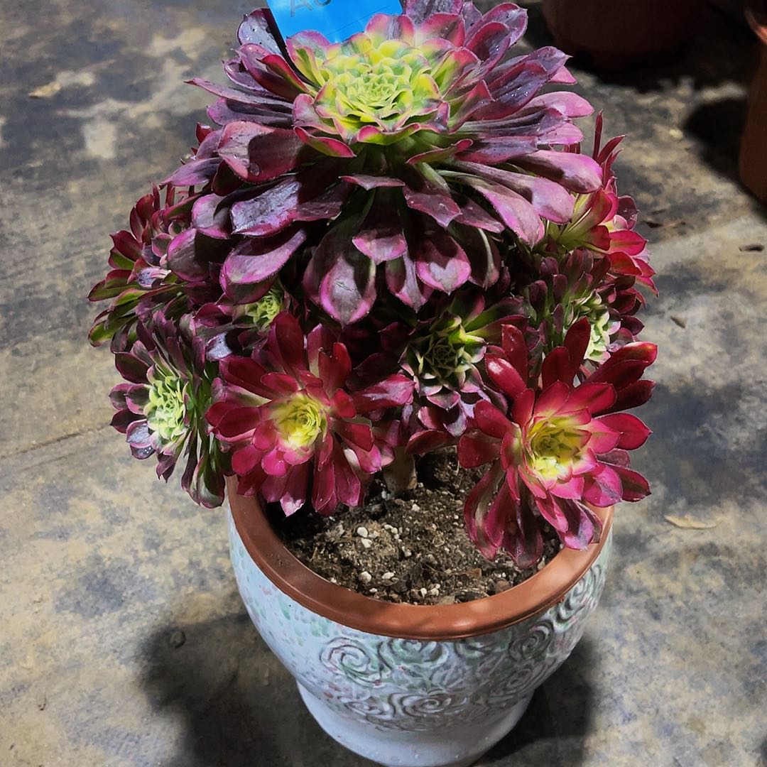 天和888拖土发货