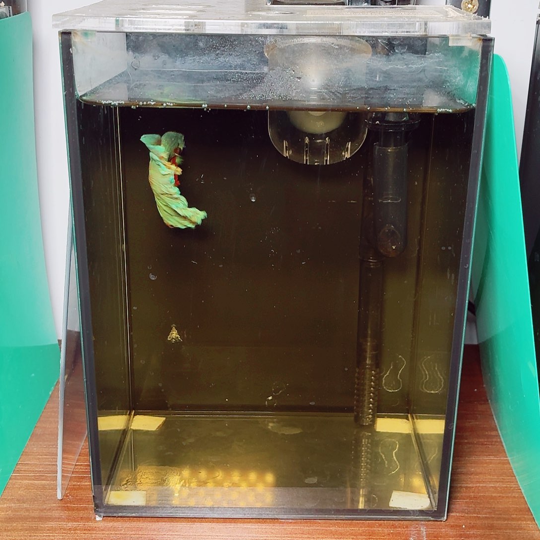 斗鱼彩金电摇半月公鱼