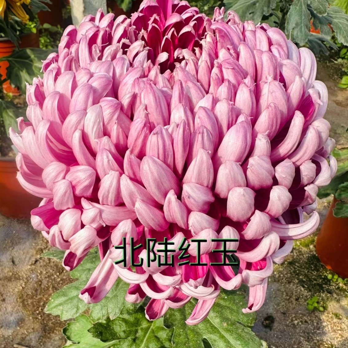 【北陆红玉】九月大菊原盆原土耐寒耐热多年生花卉