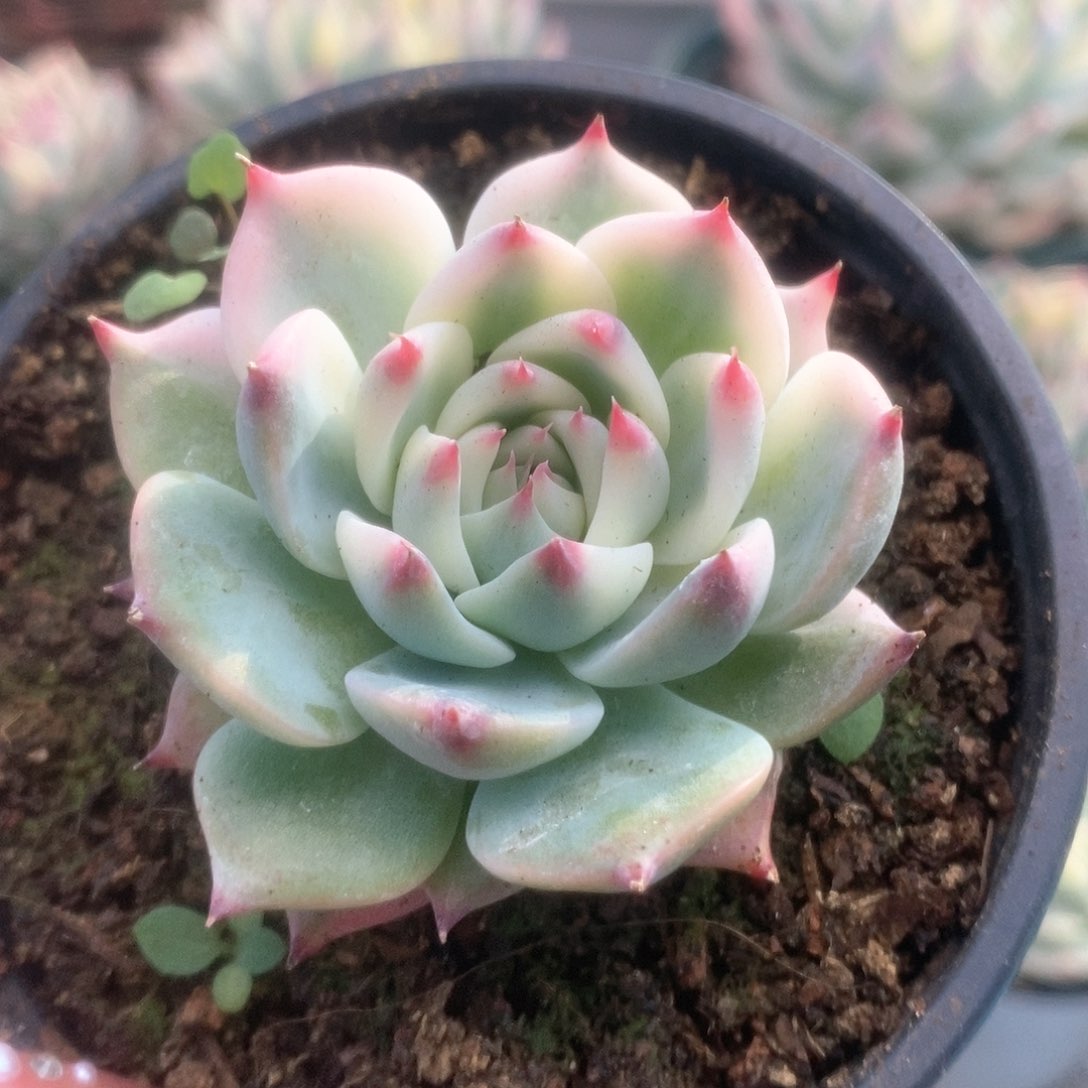 178锦锦锦锦锦锦锦锦
