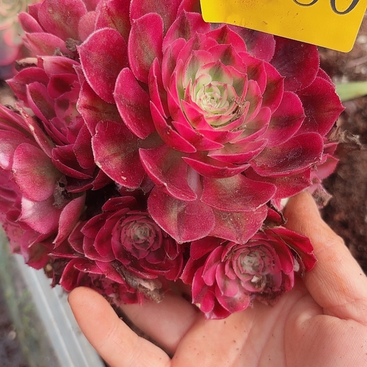 多肉植物福利来1880