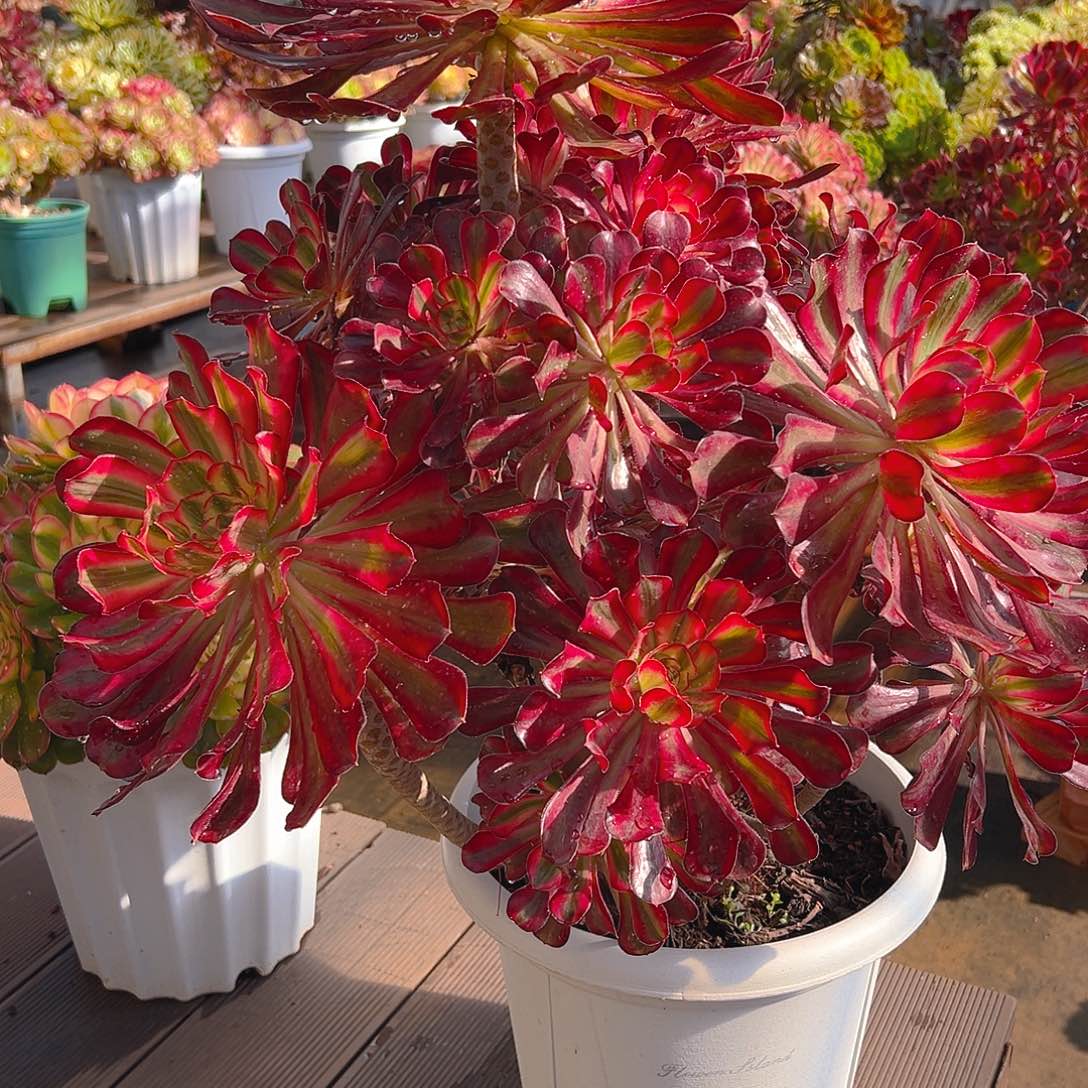 唯***一1111111111111111111111