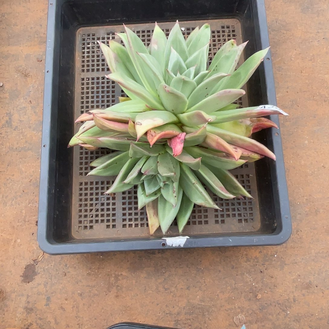 若如东云筐拍A307