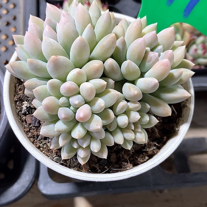 多肉植物奶糖791