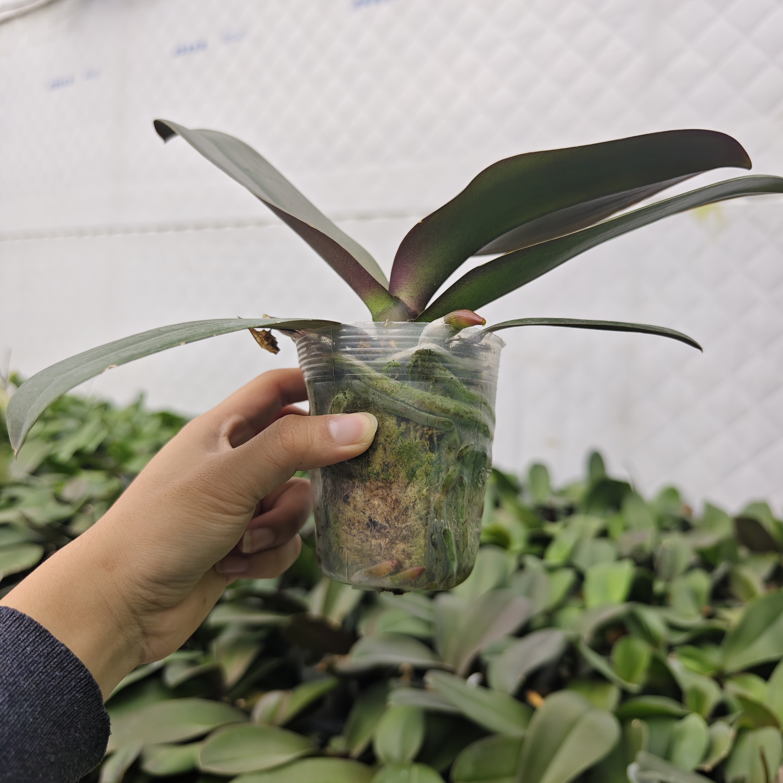 福袋 兰场花苗一颗