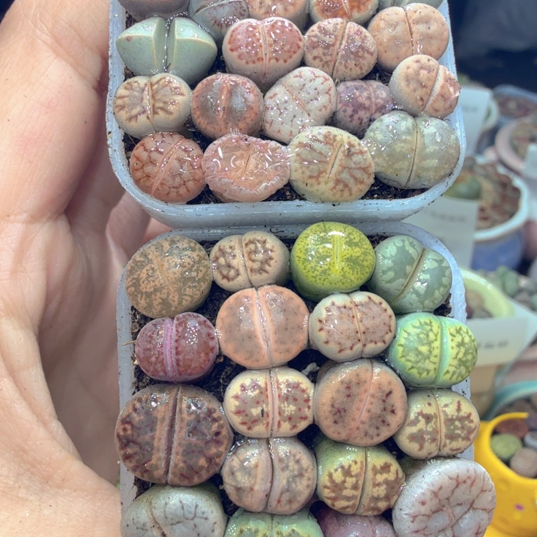 多肉植物福利冲冲啊720