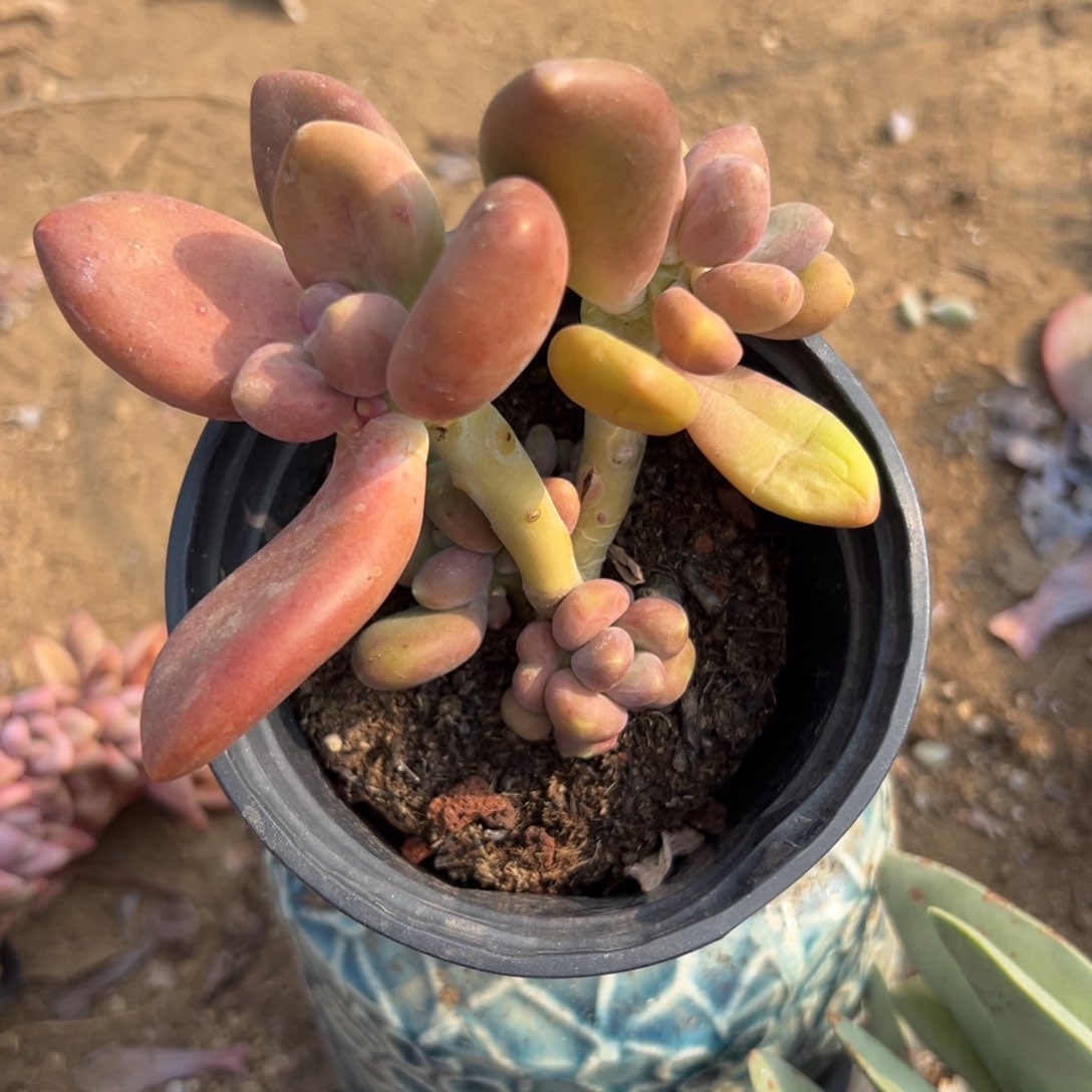 酷***?多肉植物多肉植物