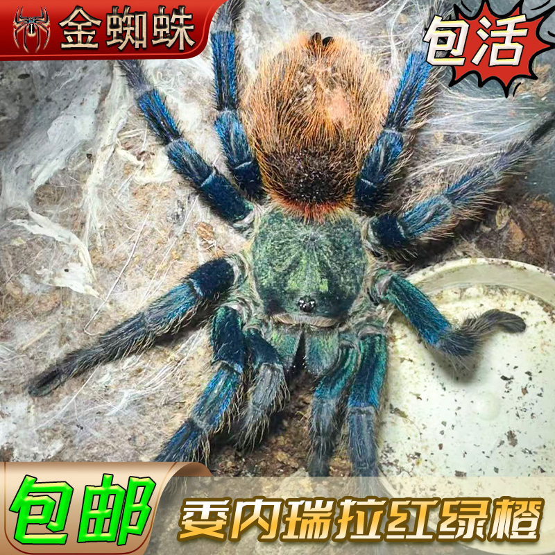 红绿橙蜘蛛新手入门好饲养颜色艳丽经典宠物蜘蛛