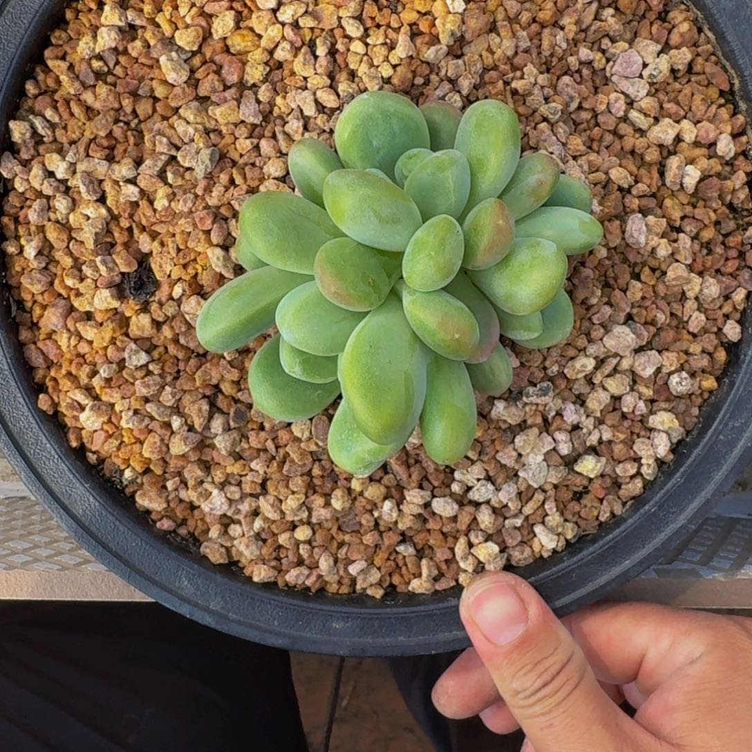 法力达 3头 一物一拍