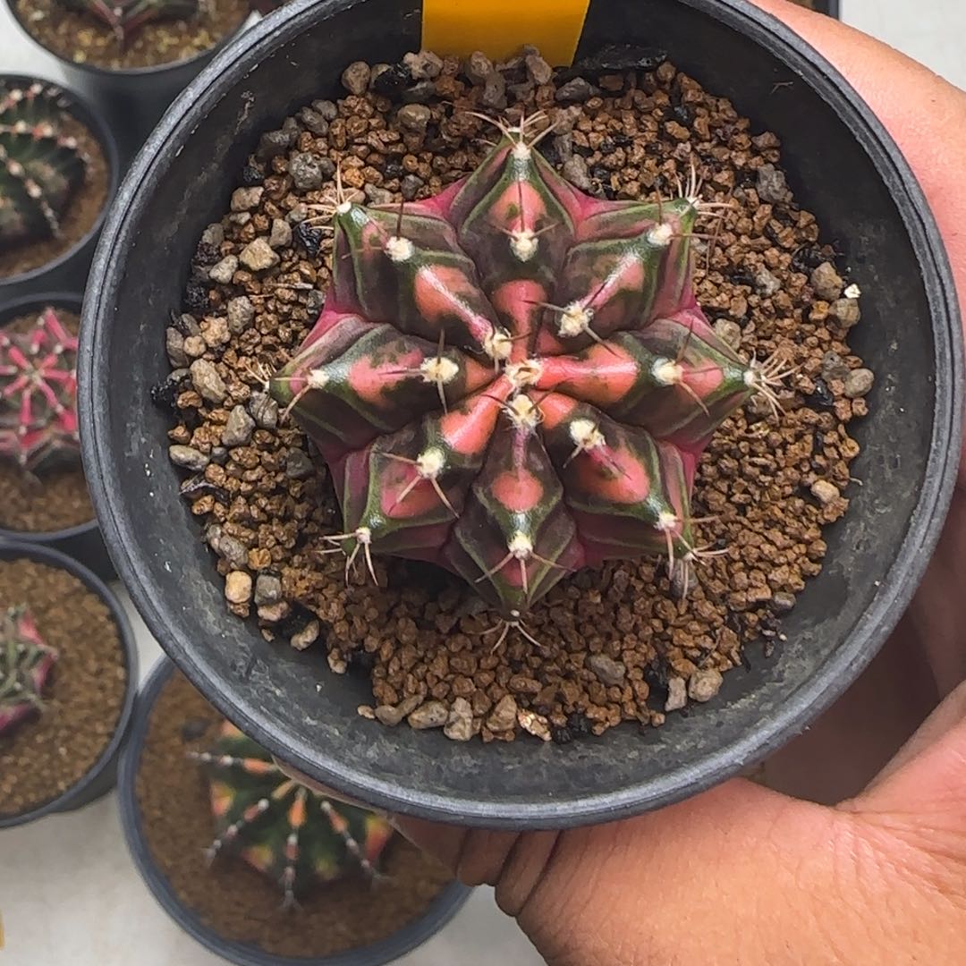 138-1229泰国发货多肉