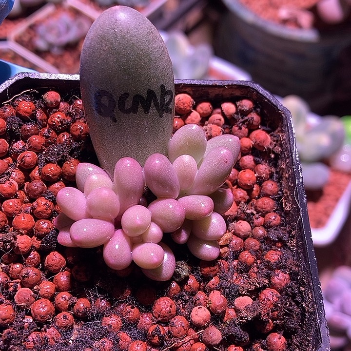 小****七彩奶酪锦基因多肉植物