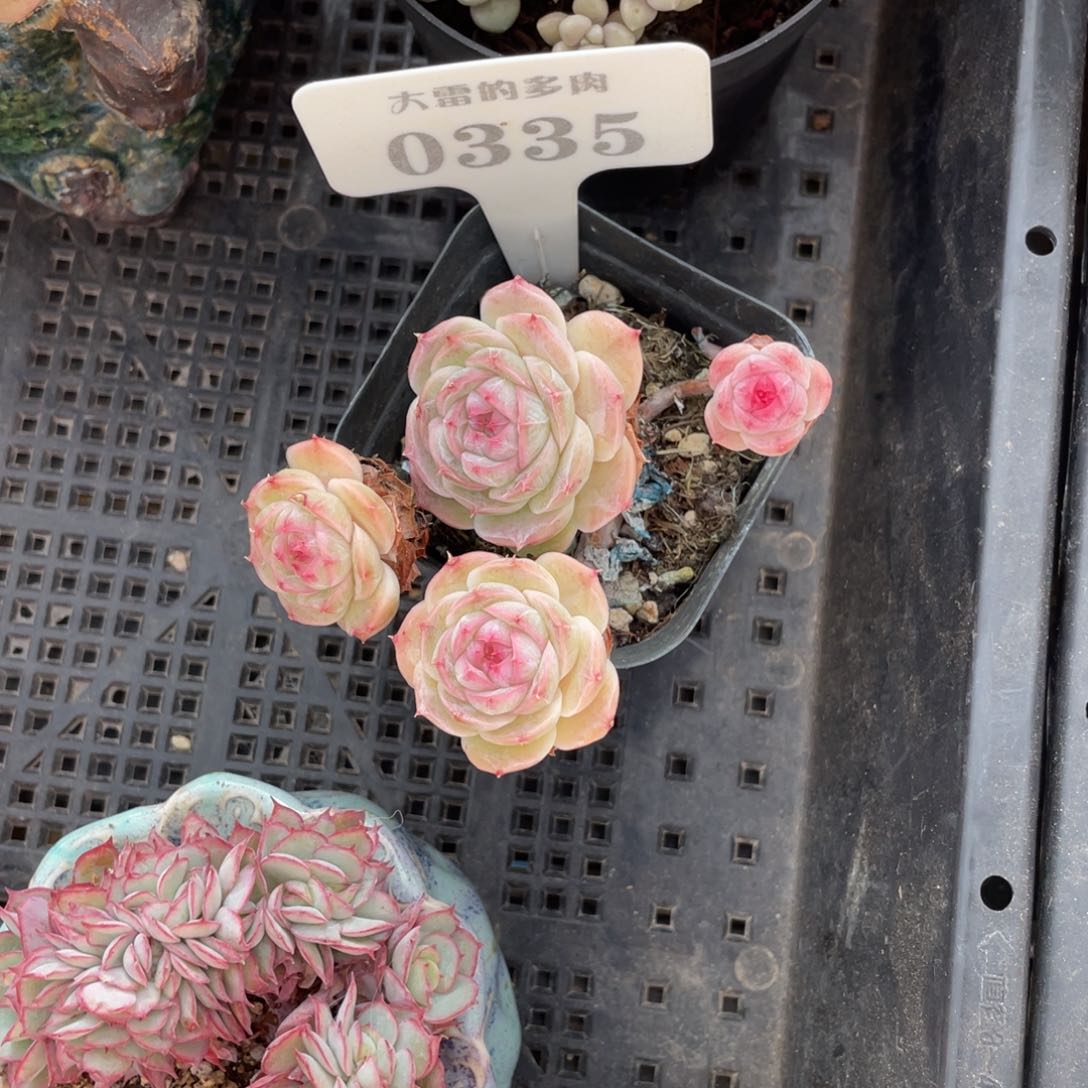 小*0335白芷不带盆啦啦啦
