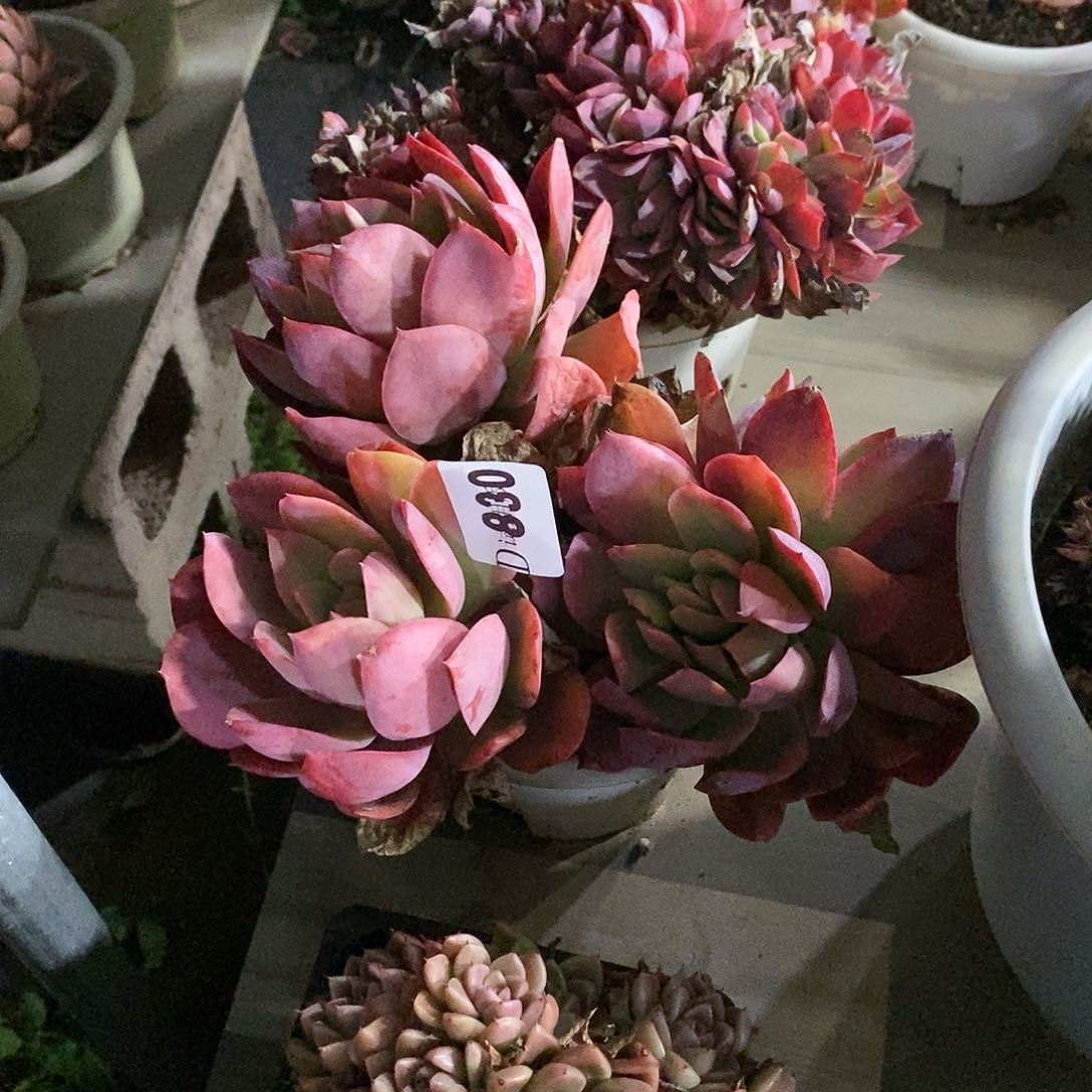 悲****?830绮罗多肉植物