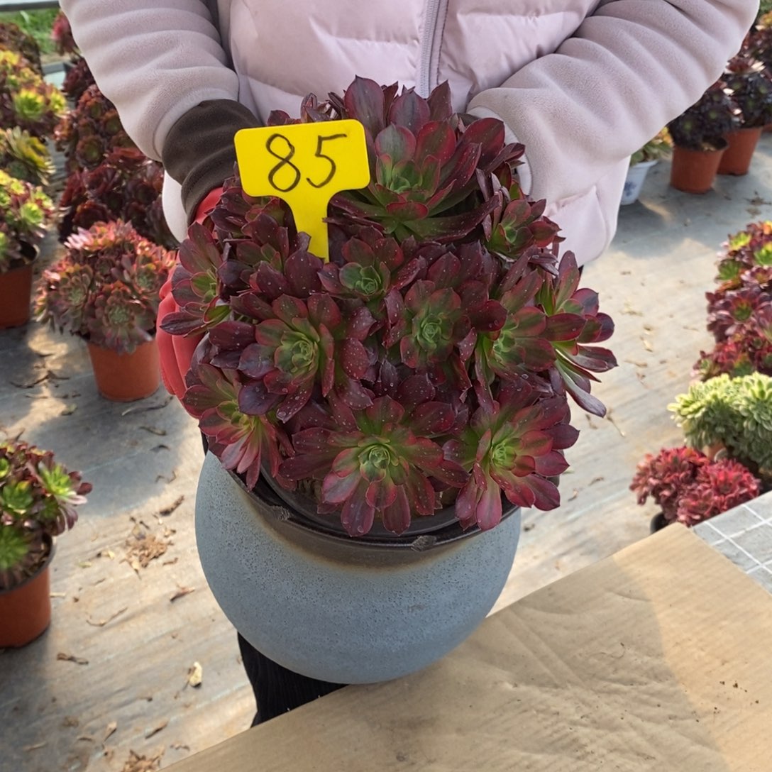 红陶85安娜法师一物一拍