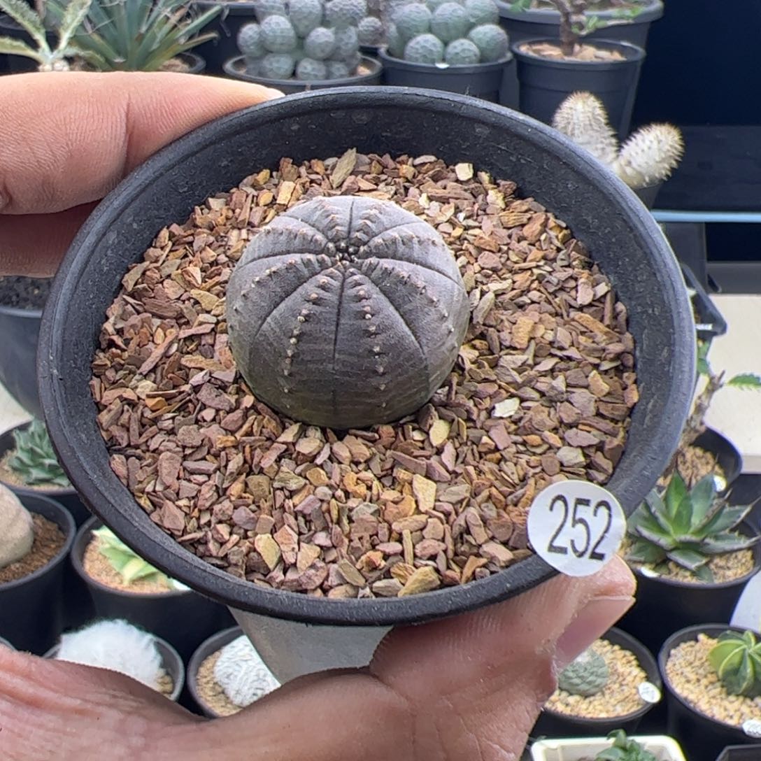 欧布实生3一物一拍