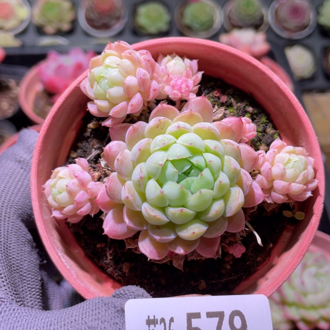 花利美26-579羊脂球