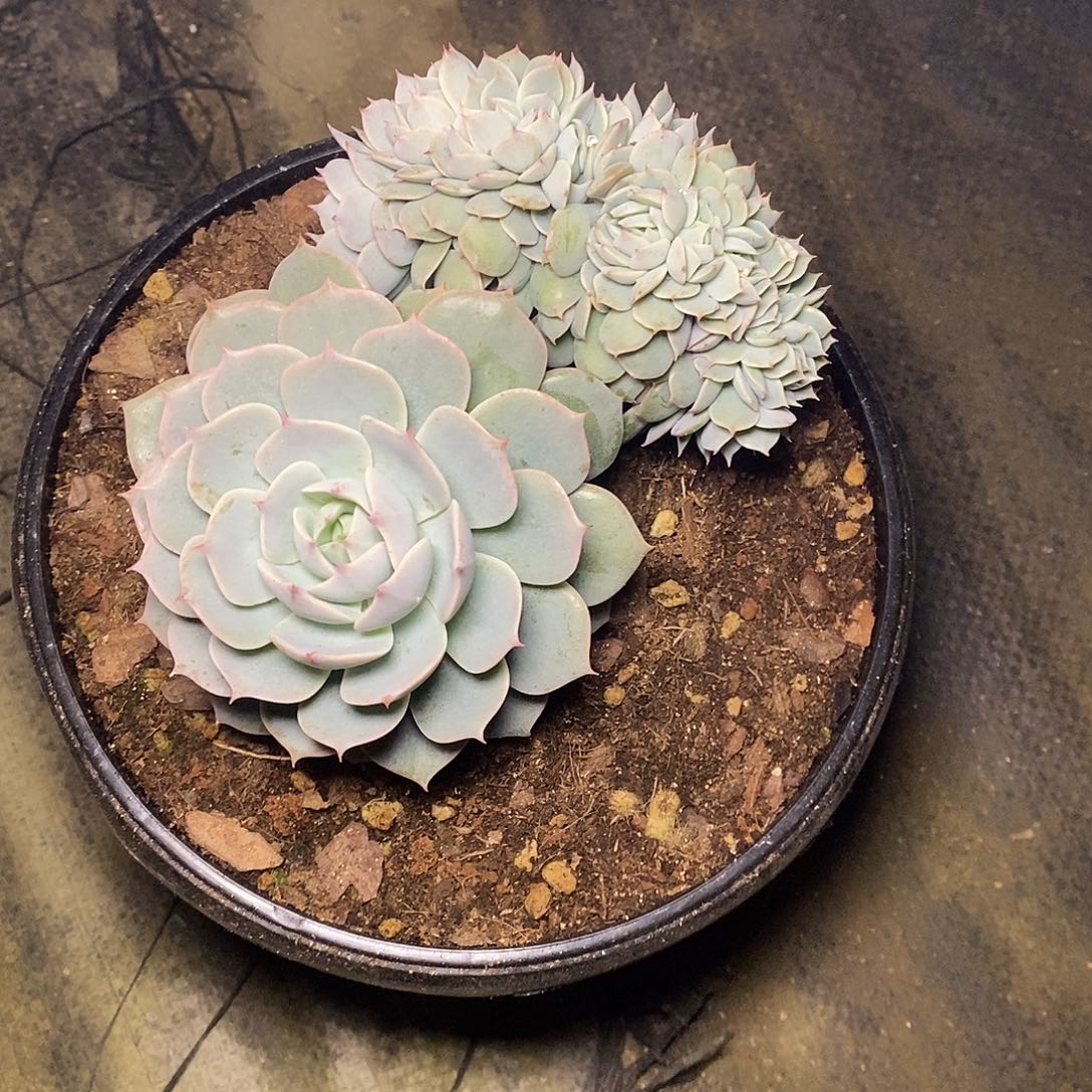 A**牛一物一拍，雪域多肉