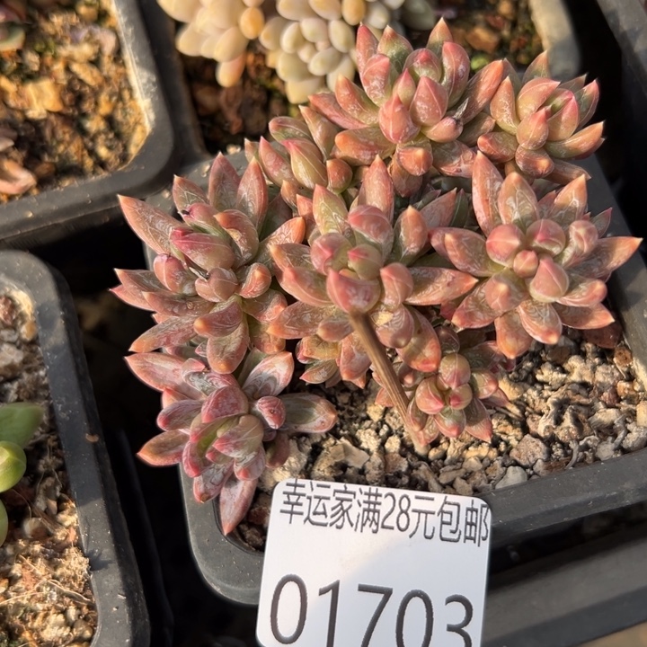 幸运儿是一位非常优秀且