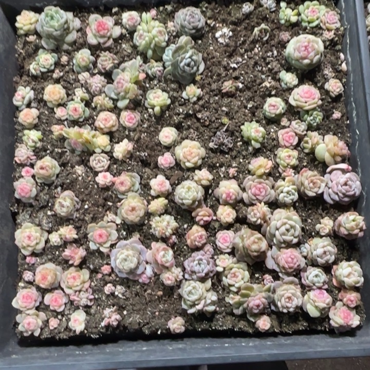 188王者系列多肉一框