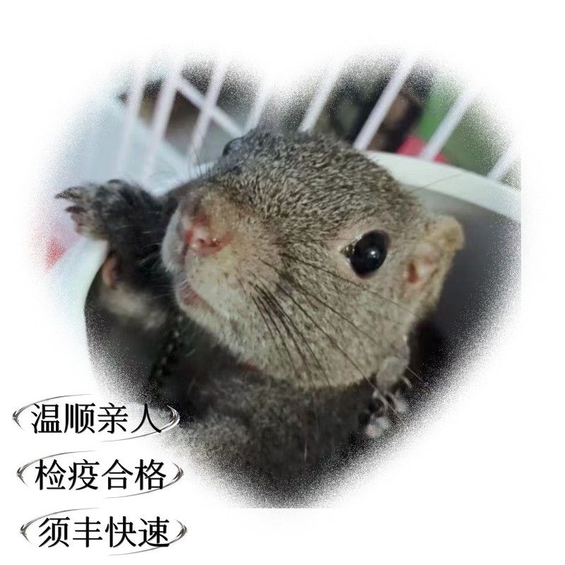 小黄黄宠物小可爱亲人皮实包邮送牵引绳喂奶器