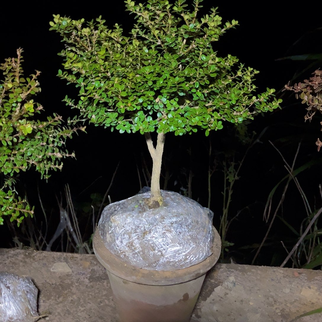 马***帮无花朵安徽万佛山珍珠黄杨