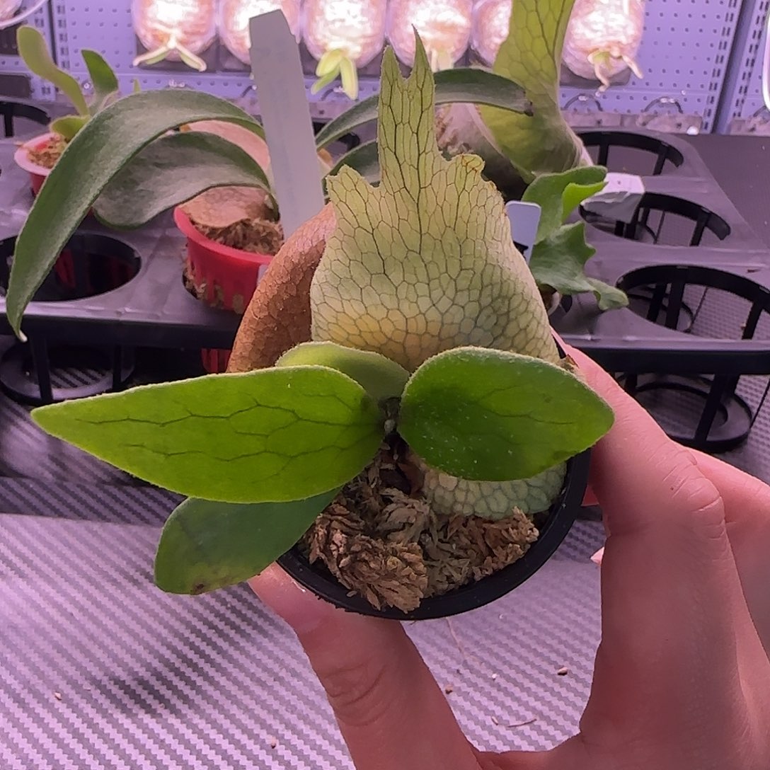 雷电鹿角蕨孢子苗