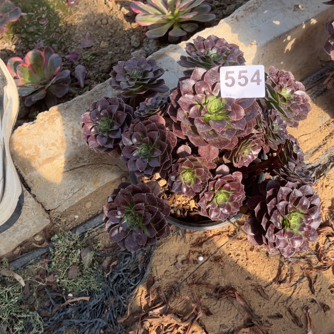 黑魔554不包断枝花