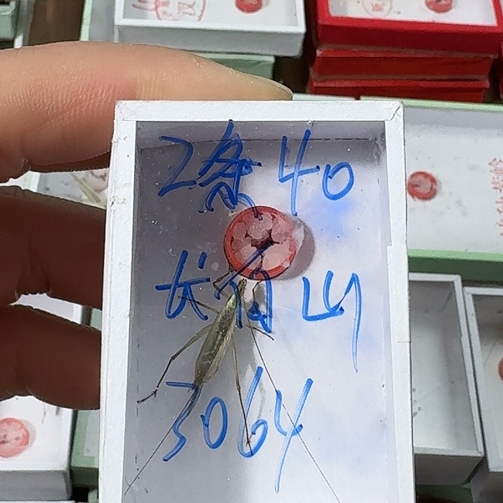 用***3蟋蟀222222222222222