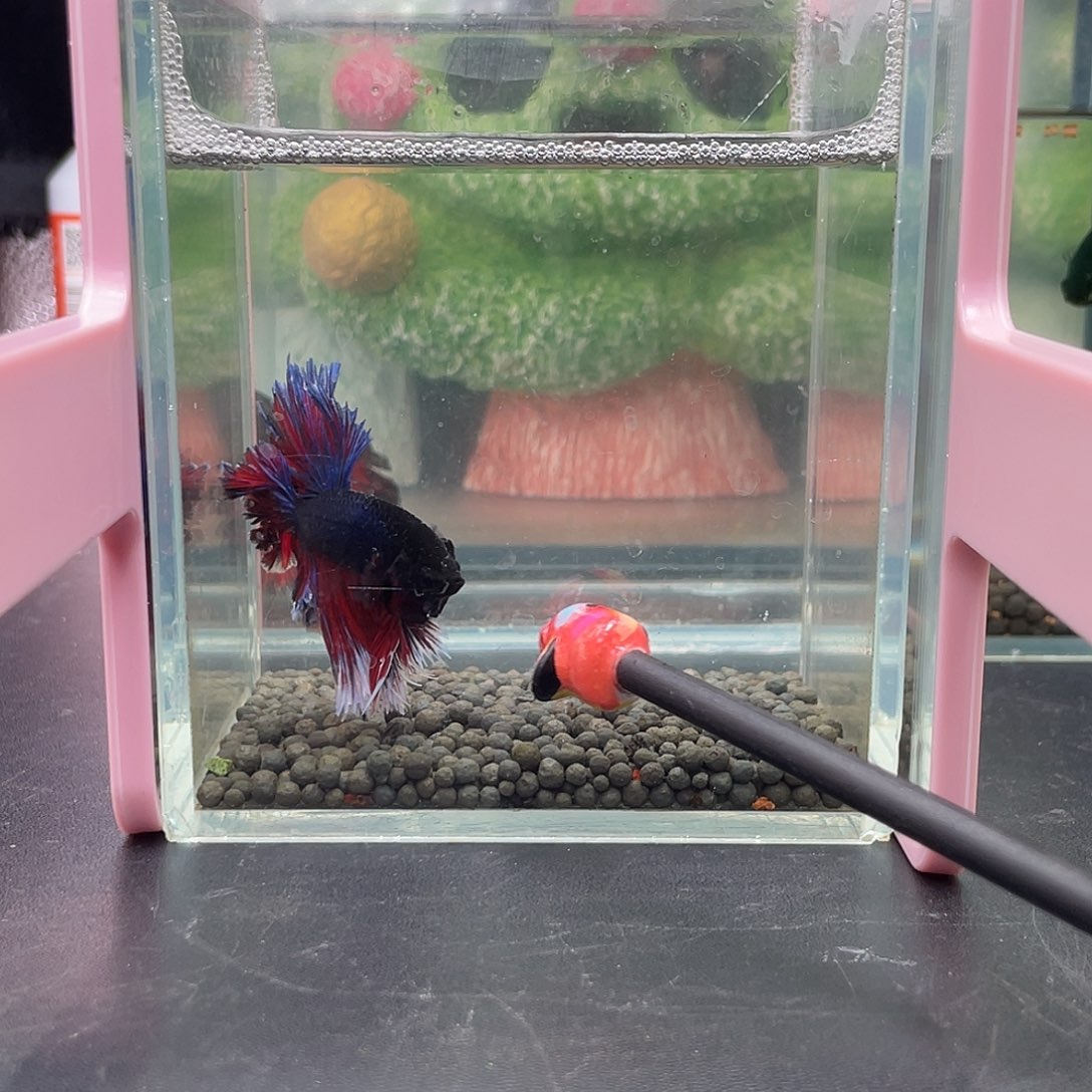 斗鱼18号1230早绣球