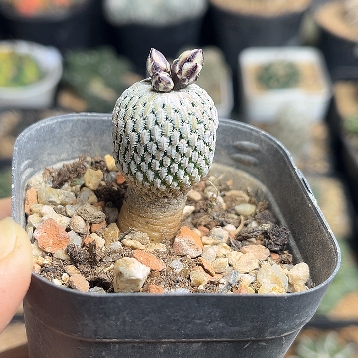 木***木满18包邮，精巧殿实生球2公分