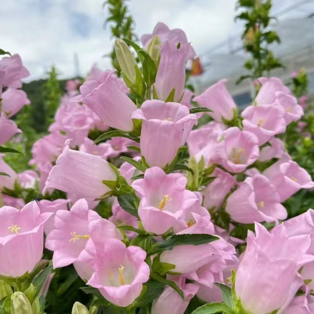 风铃花新鲜直发长花期系家用客厅插花