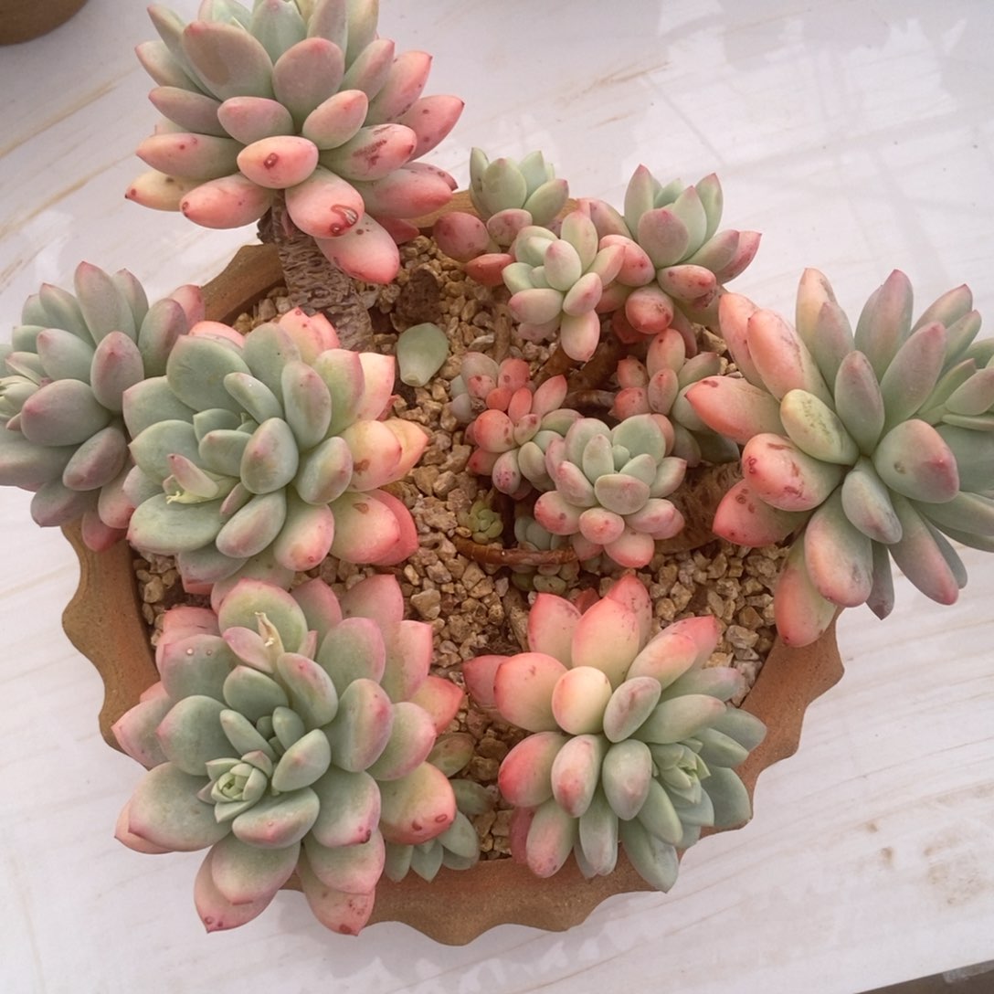 拉丝雨多肉多肉多肉多