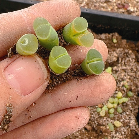 【闪购商品】25315