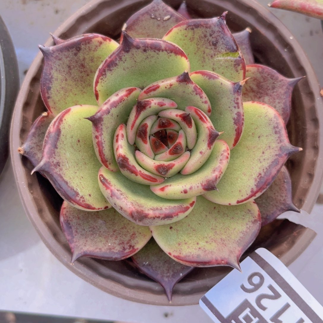 东云杂31126多肉植物