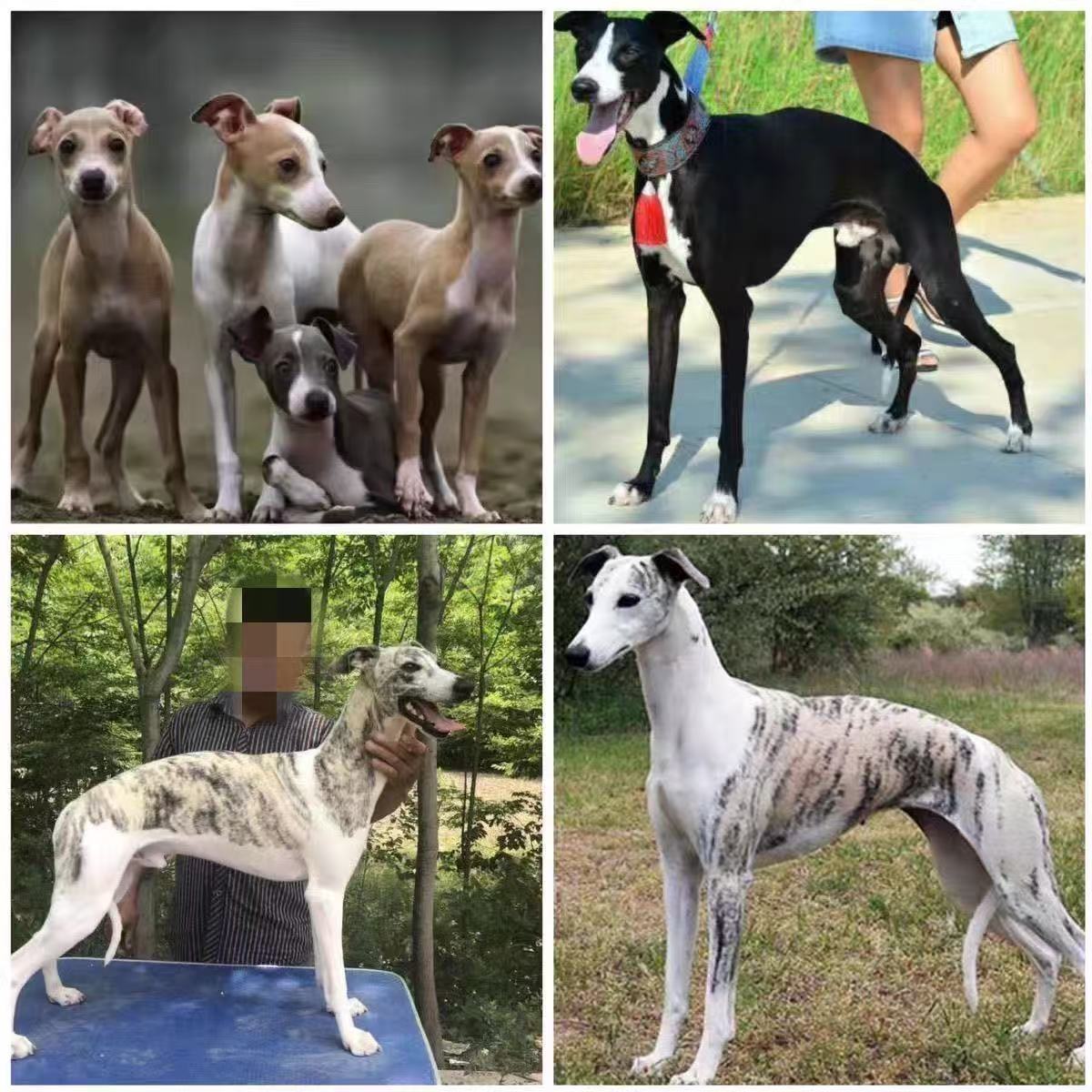 <猎兔幼犬>狗狗活体