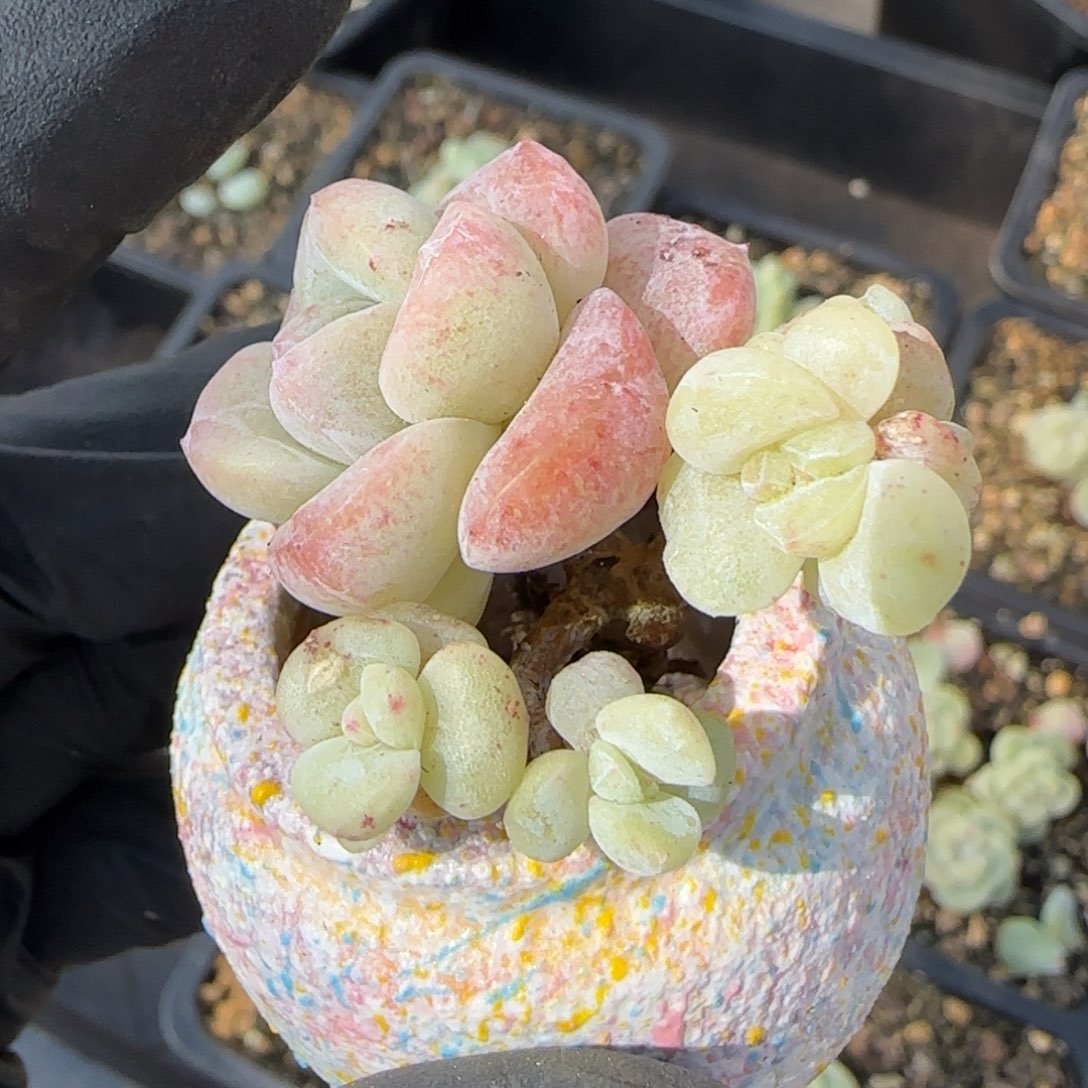 冰玉石化小树5头