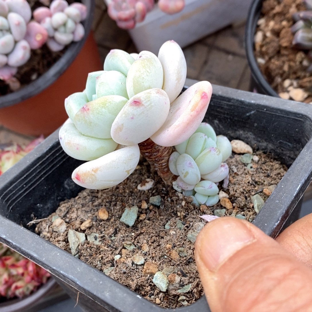 精品多肉一物一拍不包整25