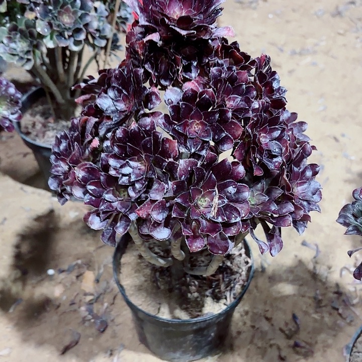 黑豆法师12345678