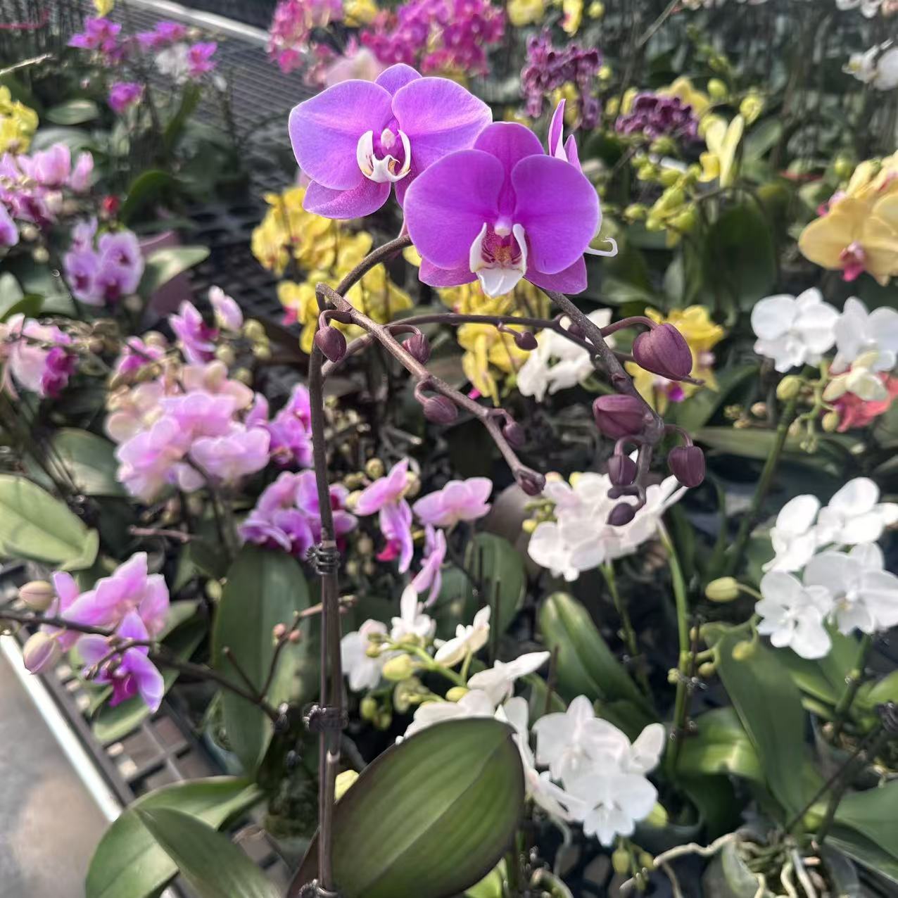 【LL29特级安娜】3.0寸 精品蝴蝶兰 开花带花苞 花卉基地直发