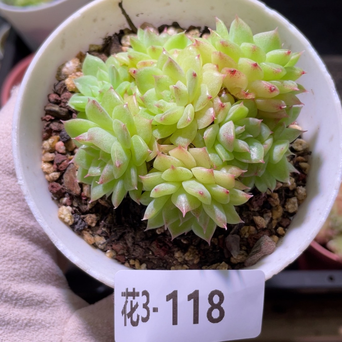 花利美3-118麦秆群