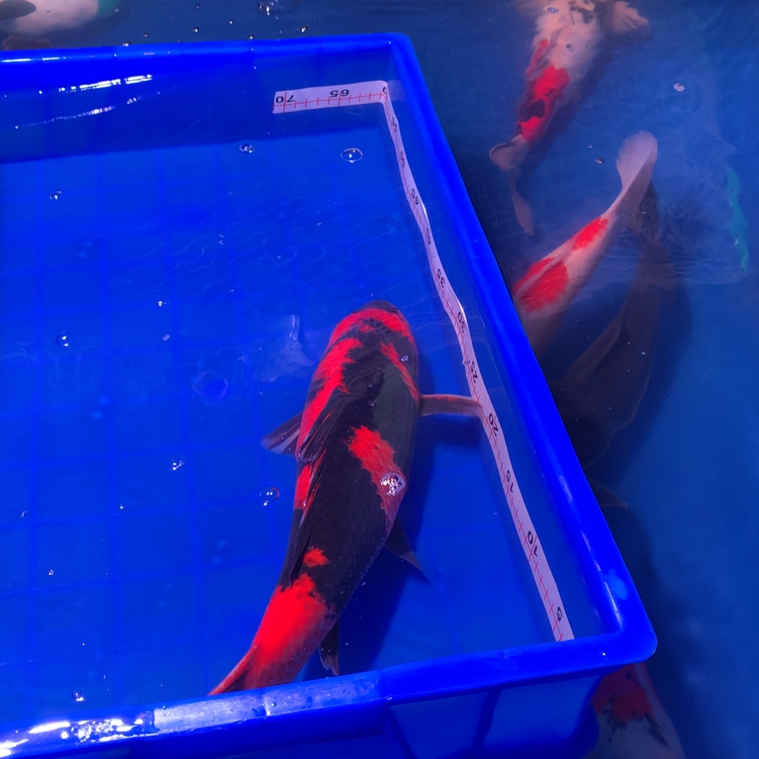 锦鲤锦鲤非写一条