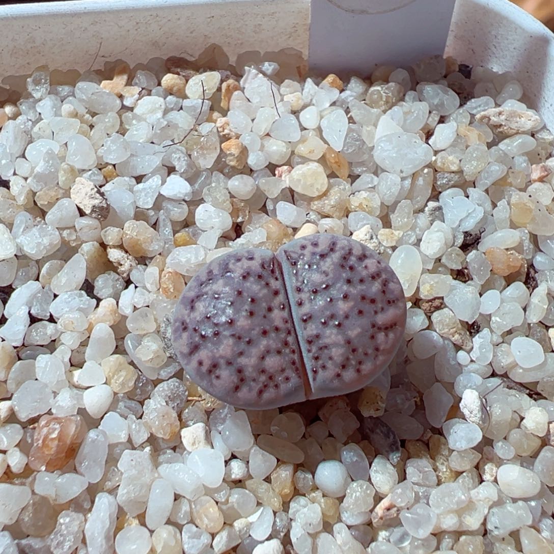 1121-717血点朝贡